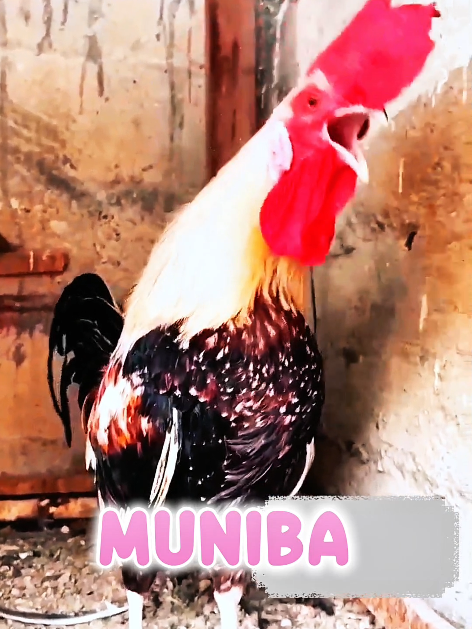 Muniba name request done ✅  Rooster 🐓 calling muniba #chicken #fyp #foryou #roostercrowing