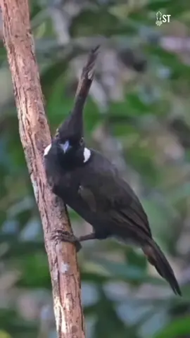 Burung cililin Burung Kecil Bersuara Tajam Ini Dihormati dan Ditakuti! Kok Bisa? #burung #cililin #hewanindonesia #faktaunik 