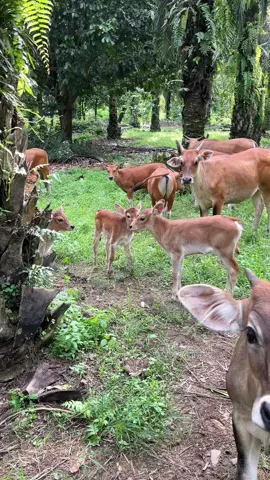 Lucu ih 🤏🏼🐮 #sapibali #peternakmuda #peternaksapiindonesia #fyp #peternakmilenial #lewatberanda #fyppppppppppppppppppppppp 