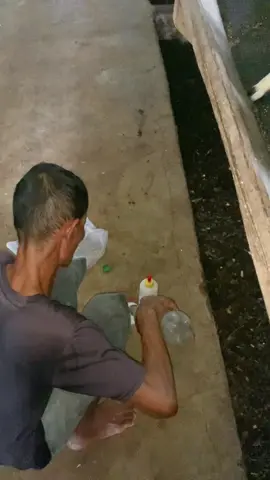 ada beberapa faktor yang mengakibatkan asi indukan tidak keluar. jadi solusinya kita beri susu tambahan, untuk pemberian susu 1 hari 2 kali ya pagi dan sore. salam sejahtera semua 😇#peternakmuda #peternakindonesia 