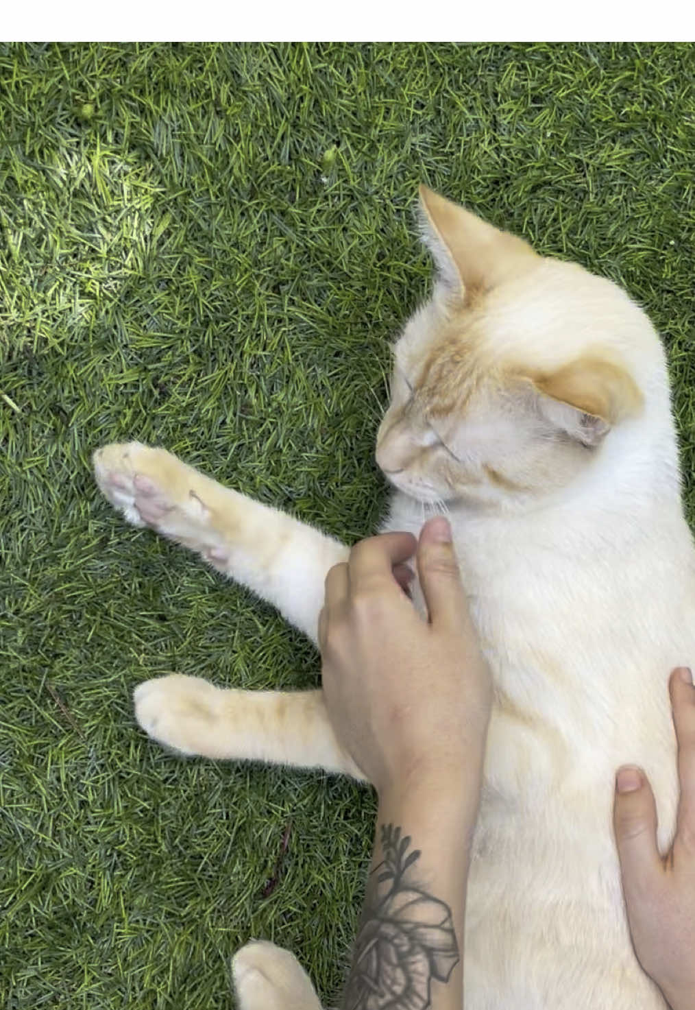 #gato #michis 
