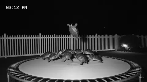 #tortoise #jumping #cctvfootage #funnyanimals #trempoline #fyp 
