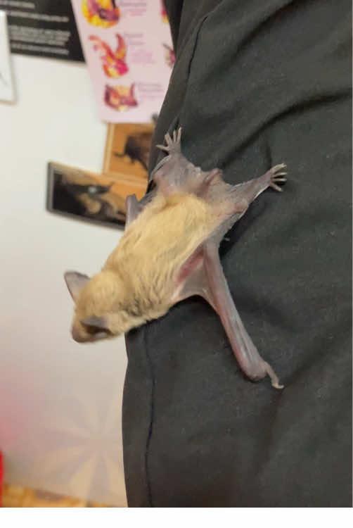 лесной нетопырь: мама с дочкой и сыном #bats #animals #funny #zoo