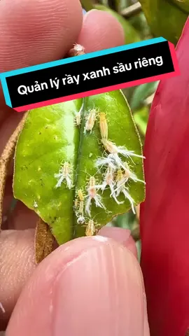 Quản lý rầy xanh rầy nhảy bọ trĩ sầu riêng#trongladinh #nongnghiep #review #xuhuong #saurieng #rayxanh #botri #lambongsaurieng  @Trồng Là Dính  @Trồng Là Dính  @Trồng Là Dính 