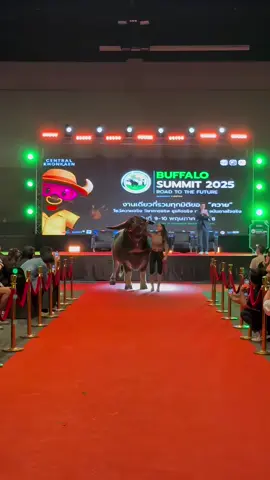 ฟ้าประทาน แชมป์ควายยักษ์ 10 สนาม #buffalo #bigbull 