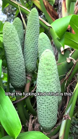 Quiz for my American friends: how many of these fruits can you name?#popular #usa_tiktok #usa #america #gag #usa🇺🇸 