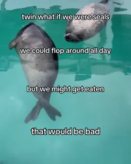 :D #seal #seals #yay #fyp #yochan #tsuki