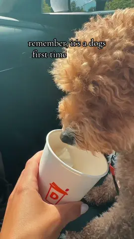 cookie girl 🍪🫶🏼 #dog #dunkin #pupcup #puppy #minigoldendoodle #trend #viral #relatable 