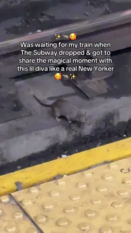 Don’t ask me how I know she’s a diva. I just know.  #subway #chappellroan #nyclife #nycsubway #nycrats 