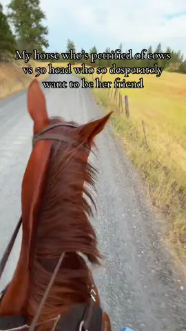 Actually the cutest cows I’ve ever encountered but Sara didn’t think so at all #fyp #barrelracer #horse #western 