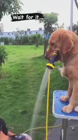 Try not to laugh 😂😂😂 #animals #funny #pet #dog #funnyanimals #funnyvideos #haha #dogsoftiktok #cat #funnypets #PetsOfTikTok 