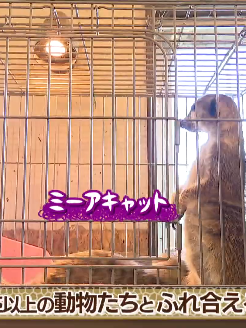 【名鉄名古屋本線ぶらり旅】 妙興寺駅編_033