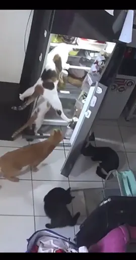 Food Gang  #ahlelele #brainrot #shitpost #funnycatsoftiktok #catsoftiktok #funnycatvideos #scottishfoldcat #crazy #cats #kucinglucu #kittens #ahlelas #ahlelele #ahleleleahlelas #fyp #viral 