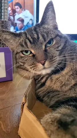 This trend without humans or filters #catsoftiktok #foryoupage #trend #fyp #taylorswift #readyforit 