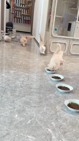 #catsoftiktok #funny 