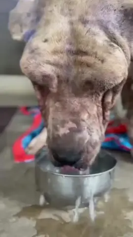 The sound you’ll hear at the start of this reel… is thirst. Not the kind that comes after a walk. The kind that comes after years of being denied the basics, like water, food, kindness 😔 This is Moose. An old bully dog, likely used for dog fighting. Kept hungry, caged, hurt… until there was nothing left of him but survival 💔 And yet, when he finally felt a gentle touch, he just drank and lay down. Quietly. As if to say, Is it really over? We don’t know if we can erase the years he’s lost. But we’re going to spend every day trying. Moose is safe now. He’s being treated, fed, and loved. And we want to give him the retirement he’s never known. If you’d like to be a part of Moose’s healing ❤️‍🩹 Please donate to the link in bio