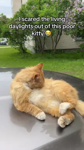 The cat’s soul briefly left its body🤣🐱#tiktok #foryou #funnyvideos #funnycat 