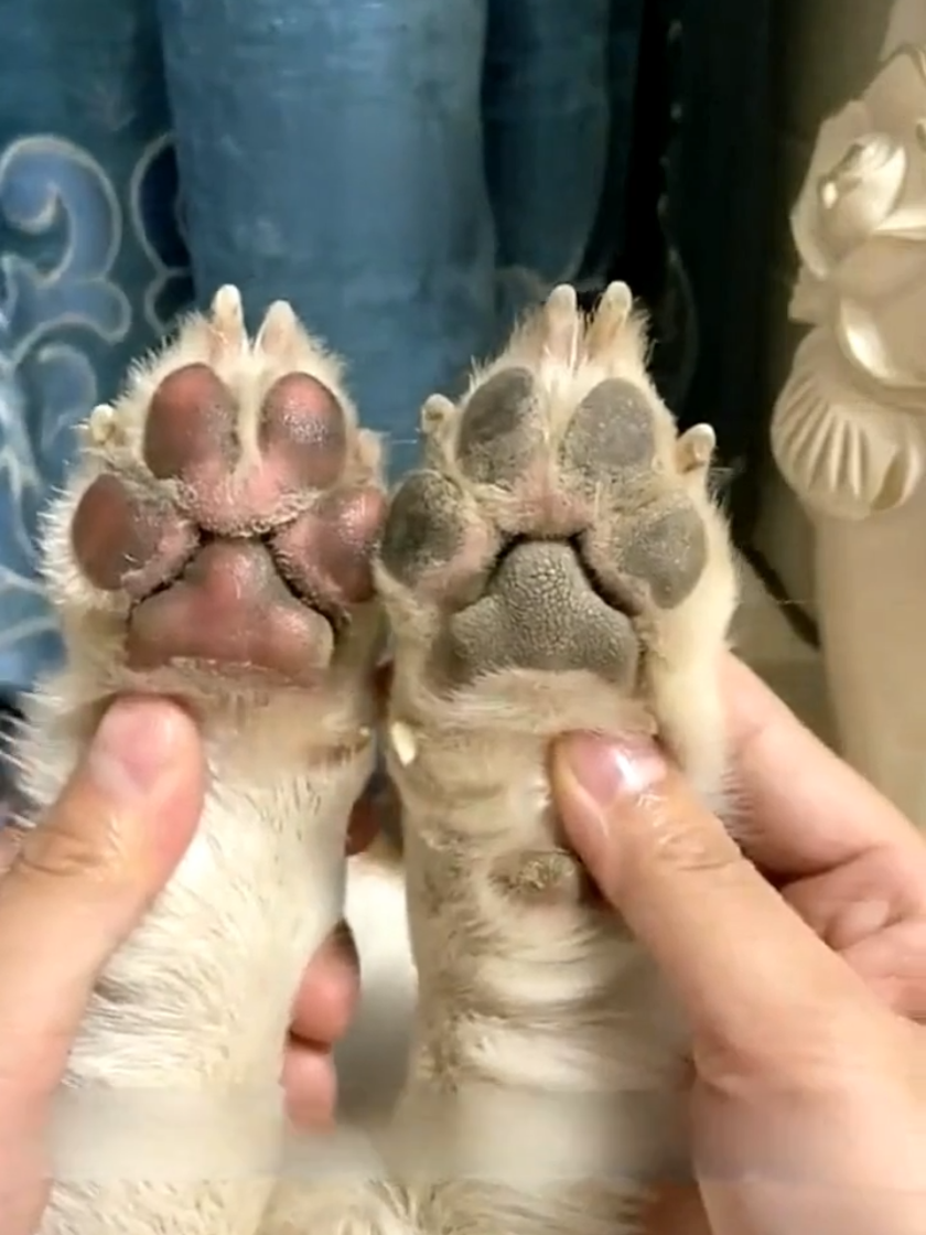 Pet Foot and Nose Moisturizer  Moisturizes foot pads and nose to prevent dryness and cracks. #dog #footcare #footcream #tiktokshop 