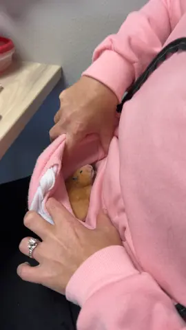 Hamster hangout! #fyp #vetmed #vetmedlife #hamster #coworkers #workthings 