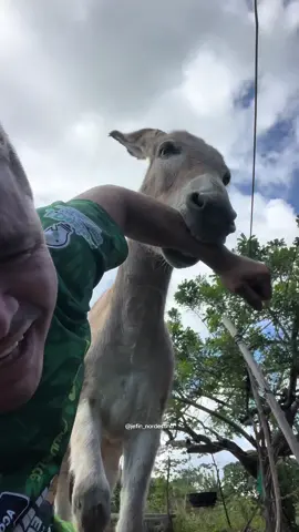 Tá nervoso ladrãozinho 🫏😂#video #viral #comedia 