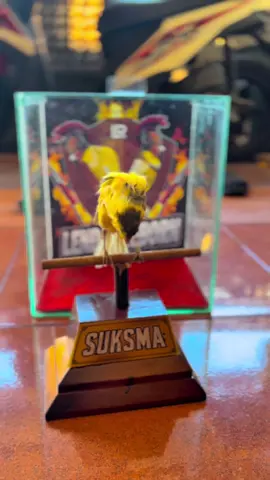Rip.SUKSMA jasamu selalu di kenang🥀 #kenari #kenarimaniaindonesia #kenarimania #kenariyorkshire #kenarijogja #kicaumania #kicaumaniaindonesia #senidankeindahankenari #foryoupage #fyp #kenariprospek #storykicaumania #fypage 