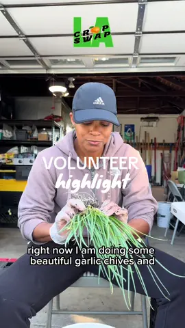 We’re so grateful for our volunteers who show up and support our mission week after week🤗 Meet one of our amazing volunteers, Jurnee, as she shares how she found Crop Swap LA and why you should join in supporting our movement🫜 Come volunteer with us on Sundays from 7 to 10am. Everyone is welcome, no experience needed. 🌱 Sign up for August dates at bit.ly/cslavolunteersignup 🔗 We have one more slot left for this Sunday! 🥬 #cropswapla #lacropswap #urbanfarming #southla #leimertpark #growfoodeverywhere #fightfoodinsecurity #thedegnanmicrofarm