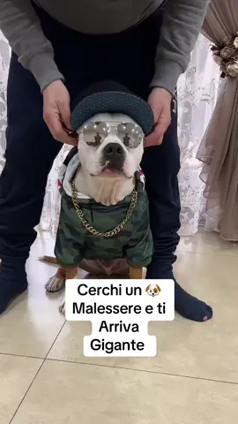 🐶🐶🐶🐶