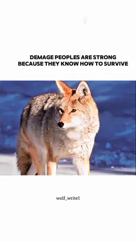 #viralvideo #forupage #foruyou #unfreezemyacount #wolfwrite1 