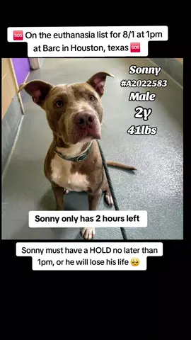 🆘 On the euthanasia list Friday 8/1🆘   ⏰ Sonny must have a hold no 𝗹𝗮𝘁𝗲𝗿 𝘁𝗵𝗮𝗻 1pm or he will lose his life.🥺 We need pledges and a local foster for a rescue to help.💰🏡 🚩Please do not honor pledges until the post has been updated with rescue information and a freedom picture. Please reach out with any questions or concerns 💙🐶 Sonny #A2022583  7/9 stray | Staffie Mix | neutered male | 2Y | 41 lbs | HW+high 🎥 temp test https://youtube.com/shorts/8os-eBgcuyU?si=SJra1vVyJMdwpXZb 🎥 temp test https://youtube.com/shorts/Bdc9nsbsk3Q?si=SdwAsaK4keSc3KAJ 💜 𝗩𝗼𝗹𝘂𝗻𝘁𝗲𝗲𝗿 𝗡𝗼𝘁𝗲𝘀: Sonny was waiting patiently in his bed so I had to say hi. He’s a beautiful boy with the most sweetest face! He did bark at me a tiny bit at first but when he realized I was taking him out for a walk he was super happy and happily came over to me. He was easy to leash and in the kennels showed no signs of reactivity toward the other pups. Outside he was the biggest love bug and gave me so many kisses. He did pull a little on leash but nothing too difficult to handle. He was just happy to get all the smells of the grass. We temp tested him with another male pup and he was a little cautious. He would likely need slow introductions but standing next to each other he wasn’t lunging or barking which is great! Sonny is a good boy and loves humans. He would be perfect for anyone  🔹𝗜𝗻𝘁𝗮𝗸𝗲 none 📝 𝗦𝗵𝗲𝗹𝘁𝗲𝗿 𝗡𝗼𝘁𝗲𝘀: Sonny was forward barking / fence fighting with one of the dogs that was walked past his kennel during AM walks. This was the only dog he was reactive to in the AM. Sonny had dilated pupils and was forward as each dogs would pass his kennel. Forward barking and even lunging at times. Placing on Adopt Eval due to behavior and even having a previous beh note but dog was never marked. On the leash walks on a smei forward leash and once in the runs becomes vocal. 🚑𝗠𝗲𝗱𝗶𝗰𝗮𝗹 𝗡𝗼𝘁𝗲𝘀: Body Weight - 47.4 lbs Risk Assessment Grade - 1 Surgery: NEUTER Monitoring Equipment Used - Pulse Ox & EKG Isoflurane/O2 maint. Sx. - Routine Castration, absorbable subcutaneous closure. Surgery Technique: Prescrotal Incision Suture Type: 0-PDS Mouth Exam: mod tartar 📌 Please contact BARC if you are local and can help! Neither BARC nor the page can assist out of state adoption or foster offers. We are NOT the shelter. 💌 𝗔𝗹𝗹 𝗵𝗼𝗹𝗱𝘀 𝗠𝗨𝗦𝗧 𝗯𝗲 𝗶𝗻 𝘄𝗿𝗶𝘁𝗶𝗻𝗴, 𝘀𝗼 𝗽𝗹𝗲𝗮𝘀𝗲 𝗱𝗼 𝗻𝗼𝘁 𝗖𝗮𝗹𝗹. 𝗜𝗳 𝗟𝗼𝗰𝗮𝗹 𝗮𝗻𝗱 𝗶𝗻𝘁𝗲𝗿𝗲𝘀𝘁𝗲𝗱 𝗶𝗻 𝗙𝗼𝘀𝘁𝗲𝗿𝗶𝗻𝗴 𝗼𝗿 𝗔𝗱𝗼𝗽𝘁𝗶𝗼𝗻, 𝗲𝗺𝗮𝗶𝗹 𝗮𝗹𝗹 𝗯𝗲𝗹𝗼𝘄:  barcfoster@houstontx.gov barcadoptions@houstontx.gov BARC.Aid@houstontx.gov 𝐏𝐥𝐞𝐚𝐬𝐞 𝐮𝐬𝐞 𝐭𝐡𝐞 𝐚𝐧𝐢𝗺𝐚𝐥’𝐬 𝐬𝐞𝐯𝐞𝐧 𝐝𝐢𝐠𝐢𝐭 𝐈𝐃 𝐧𝐮𝗺𝐛𝐞𝐫 𝐰𝐡𝐞𝐧 𝐜𝗼𝐧𝐭𝐚𝐜𝐭𝐢𝐧𝐠 𝐭𝐡𝐞 𝐬𝐡𝐞𝐥𝐭𝐞𝐫. 📍BARC Animal Shelter  3200 Carr St Houston, TX 77026 www.houstontx.gov #fosteringsaveslives #fyp #adoptdontshop #savealife #rescue #adopt #foster #urgentshelterdogs 