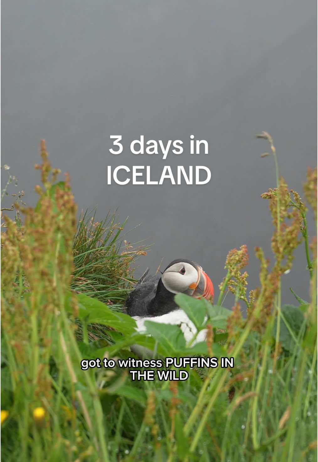 My FULL Itinerary + more details below!! 👇🏼 How to book the extended layover:  Go to: https://www.icelandair.com/flights/stopover/ and you can choose your travel route. I was flying from Geneva to Denver and picked a 3 night stopover. You have the option to book from 1 nights to 7 nights on the layover.  ✨Day 1✨ Fly into Keflavik Airport, pick up rental car/van, drive down the coast. Since I booked my car so late, I used a website called Northbound to look up all the available rentals in the area, my rental was through KONVIN. Once I landed at KEF airport, a shuttle was waiting for me and took me to the rental site. I booked the 2024 FIAT Doblo Basic Automatic. The rental came with 2 sleeping bags, a camp kitchen box, a cooler (only works on electric), and a heater (only works on electric). Rentals are a LOT cheaper if you know how to drive a manual!!  Next, drove 3 hours to Vik Camping. Along the way I stopped for groceries (DON’T make the same mistake I did and end up at one of the most $$$ supermarkets, Hagkaup… Bonus or Kronan are cheaper!). I stopped at Seljalandsfoss waterfall and a few other side pulloffs with pretty views. Made it to Vik Camping (no reservations), paid for 2 nights, found a side spot, went to bed.  ✨Day 2✨ Hit the road... Fjaorargljufur canyon (51 min drive from camp) Jokulsarlon (iceberg lake 2 hr 20 min drive from camp) Stokksnes (lupines + black sand 3 hr 30 min from camp) Diamond Beach MANY random side pull offs to see horses/sheep/pretty views  Back to Vik Camping  ✨Day 3✨ SEE THE PUFFINS @ Dyrholaey Reynisfjara Black Sand Beach Skogafoss Waterfall  This day the weather was BAD so after seeing my final stops I drove to Reykjavik to see the city! I also had some work projects to finish otherwise I might have drove to the volcano or nearby hot springs.  Rainbow Street  Wandered into the shops/cafes in Downtown Camp @ Reykjavik Eco Campsite (easy online reservation) ✨Day 4✨ Early return to KONVIN rental and shuttle to the airport ✨COSTS✨ rental 3 nights: $392 groceires: $140 (bought extra for travel days and this CAN BE CHEAPER) camping: $67 parking: $25 gas: $176 TOTAL: $800  #icelandtravel #solofemaletraveler #icelandadventure #solotravel #backpackeurope 