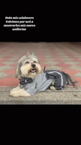 #viral_video_tiktok #celadog #paratiiiiiiiiiiiiiiiiiiiiiiiiiiiiiii #amorperruno #seguidores #colombia #bogota #chapinero 