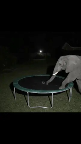 Wtf He Just Did with my trampoline #fyp #fyp #viral #funny #trampoline #ai 