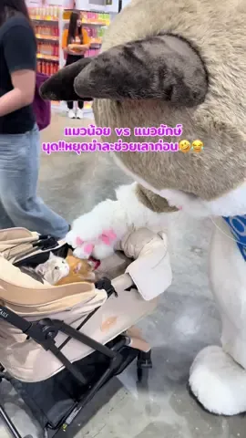 นุด!! หยุดขำแล้วช่วยก่อนเน๊อะ🤣 #petexpo #petexpothailand #มัชกิ้นขาสั้น #fyp #แมว 