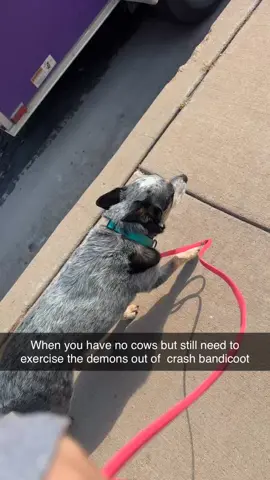 We listen and we don’t judge. #fyp #heeler #australiancattledog #coloradosprings 