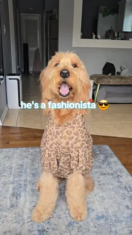 so stylish for real 😂  #comfrt #comfrtpaws #comfrtclothing #goldendoodle #goldendoodlesoftiktok #dogsoftiktok #dogtricks #lokislayz #dogs #puppy #doghoodie #matchingsweats @Comfrt 