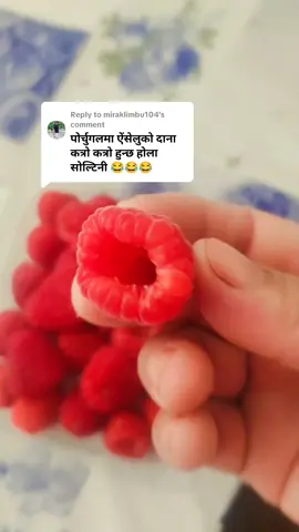 Replying to @miraklimbu104 lu solta hernu kotro kotro hudo rahex🤣🤣🤣