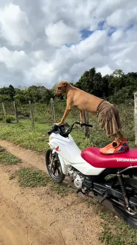 O PILOTO #fy #humor #risos #alegria #cachorros #piloto #moto #biker 