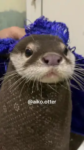 Kepongponggg🐛🐛🐛 #otter #cuteotter #cutepet #otterlucu #anabulkesayangan 