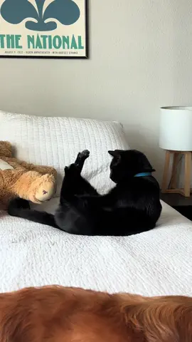 Absolutely diabolical #blackcats #blackcatsoftiktok #cat #catsoftiktok #cats 
