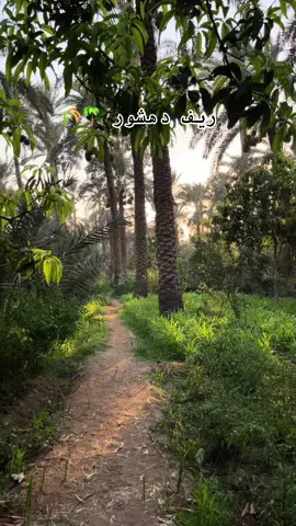 المكان الجميل ريف دهشور 🌴💛#اكسبلور #fyp #مصر #ريف دهشور #egypt #ارياف مصر #اكسبلورexplore 