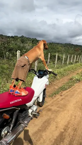 ESSE SABE #fy #humor #alegria #cachorros #piloto #moto #biker #risos 