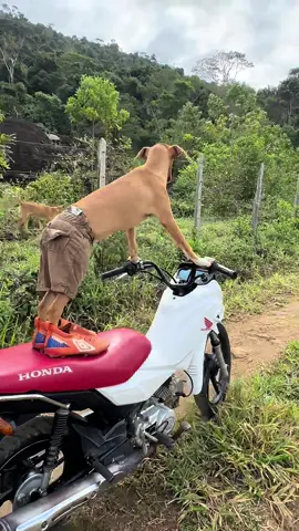 O FRED O PILOTO #fy #humor #alegria #cachorros #piloto #moto #biker #risos 
