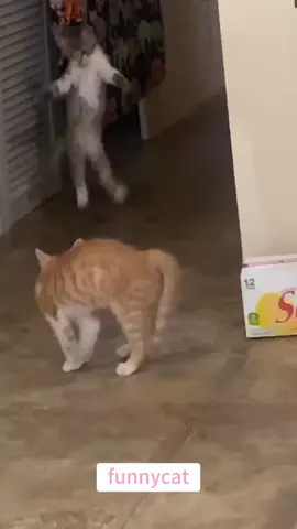 so funny!!!#cats #cutecats #foryou #funnytiktok #funnyvideos #usa #funnyanimals #fypシ #cute #funnycat #catlover #funnypets #viral #funny