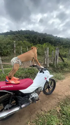 DE MOTO OU BIKE #fy #humor #cachorros #moto #biker #risos #alegria 