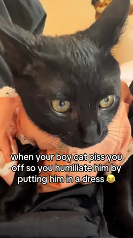 doesn’t he look so pretty 😂😂 #kitty #cat #cute #adorableanimals #funny #jk 