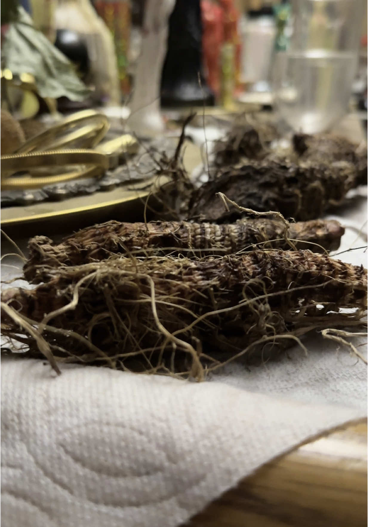 Individual sample vials are available on our TikTok shop, grab some now before it’s too late 🌿🫚🌷we are preparing more authentic Louisiana Jezebel root for our ritual oils. We are waiting on about 1000kg more to come in from our supplier. They’ve been washed scrubbed clean and are now waiting to be processed. They will be sliced and diced and set to properly dry and cure for 4 years. Oh yeah we take this very seriously. This is how we make our herb and root infused ritual oils. 😌 we have our cured batch ready to go as well. We have to keep the supply flowing as to not disrupt our rhythm and flow of our rituals and work. #independentperfume #artisanperfumer #ritualoil #artisanperfume #independentartist #jezebelroot #jezebelrootoil #LaMagaDellEnergia 