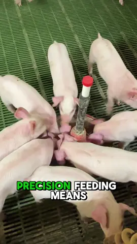 Precision feeding means we can give pigs exactly what they need - reducing waste, emissions, and feed costs while boosting performance  ✅Up to 30% less nitrogen excretion  ✅10% savings on feed  ✅Real-time data for better welfare and health outcomes.  This is what sustainable pig farming looks like  #pigfarming #realpigfarming #sustainableag #sustainableagriculture #sustainablefarming #agtech #precisionfeeding #climatesmartagriculture #pigs #pigsoftiktok #hogs #hogfarmer #hogfarming #farming #farm #agriculture #smartagriculture #smartag #irishfarmer #irishfarm #irishfarming 