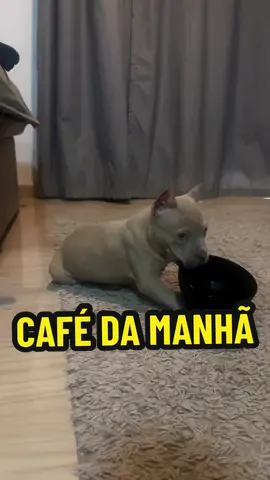 Quando ele perde a paciência já era 😂 #pitmonsterbig #pitbull #cachorros 