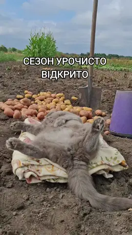 #юмор#котвенька #огород#картошка#сезонвідкрито#