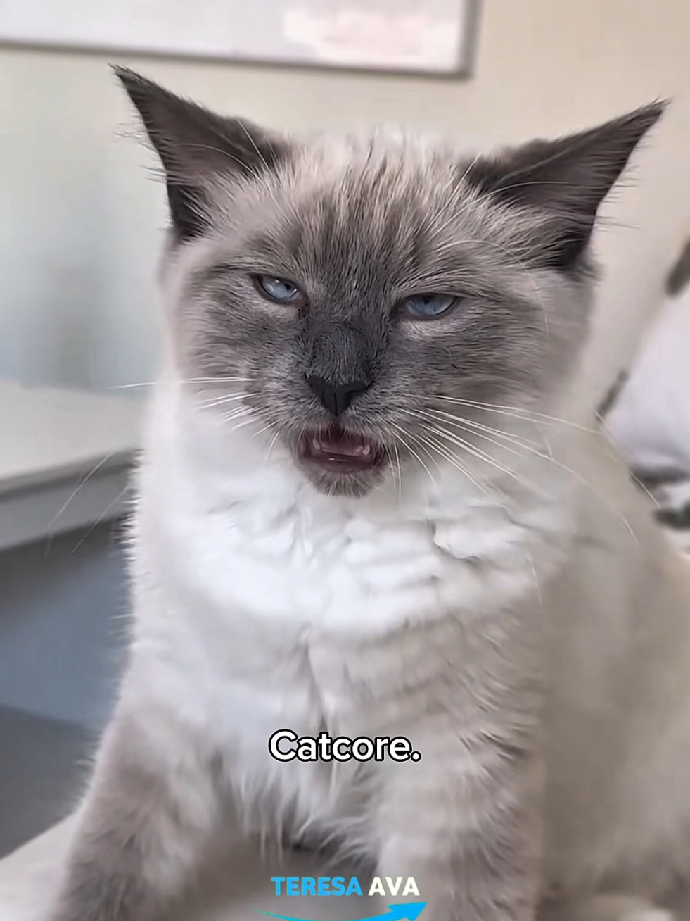My Cat hates going to the hospital 2.0 🤣🤣 #catsoftiktok #cats #funnycat #fyp #cutecat 